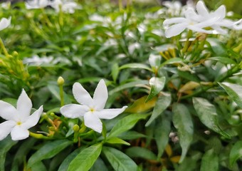 many small white flowers on the tree 