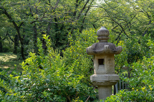a Toro (Japanese lantern) in the forest 森の中の灯篭