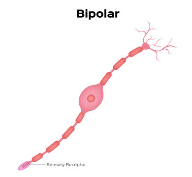 Neuron bipolar anatomy vector . infographic