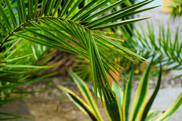 Palm tree leaves