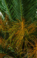 Fototapeta premium Palm tree leaves