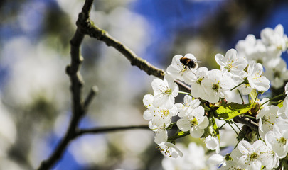 Honey bee collecting nectar