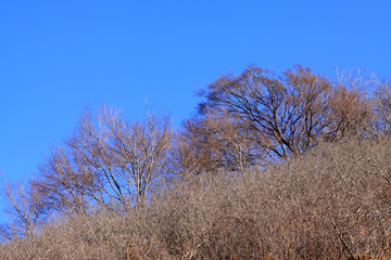 yellow crown of a tree