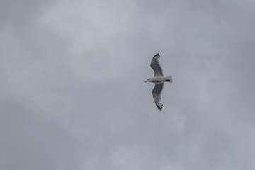 Möwe im Flug