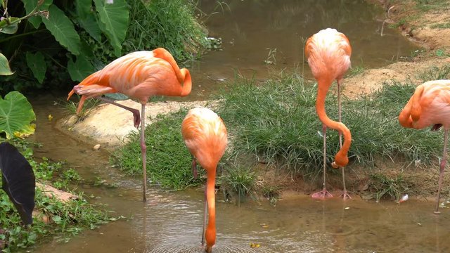 Group of pink flamingo is stand find food and walking in water at zoo 