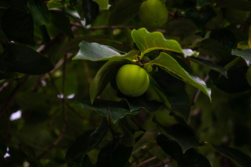 Persimmon fruit on tree