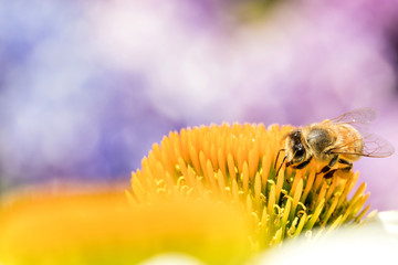 western honey bee (Apis mellifera) on echinacea