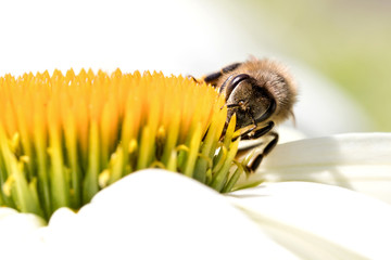 western honey bee (Apis mellifera) on echinacea