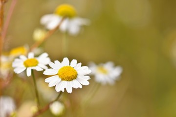 Obraz premium Beautiful colorful flowers of daisies. Background for nature and summer.