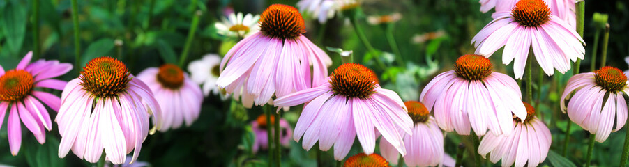 Panoramic image of pink flowers on a green background.