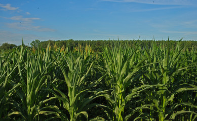 Front view on Corn field and blue sky in background