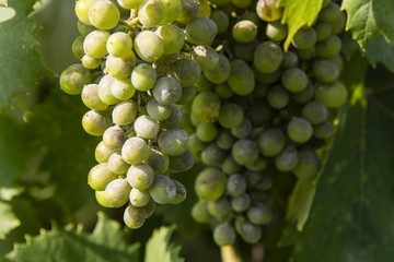 Mushrooms attacking grape wine on a plant.