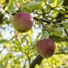 Two red apples on a tree.