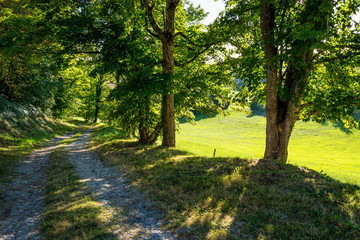 The path ingg the shade II