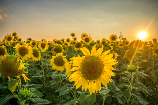 Sonnenblumenfeld © Holger