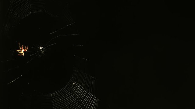 Timelapse of an orb weaver spider weaving a web. Time-lapse consists of 540 still images taken over the course of 18 mins as the spider built its web.