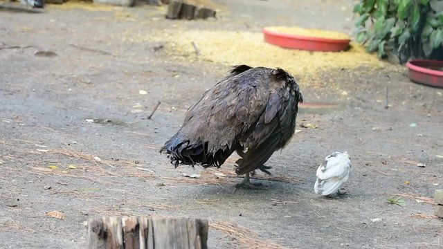 Peacock chicken and momy