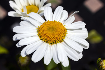 Leucanthemum 'Snow Lady' a spring summer flowering plant commonly known as Shasta daisy © Tony Baggett