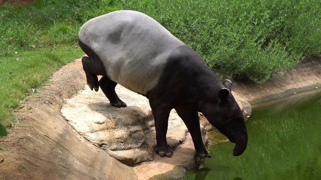 Maayan tapirl or asian tapir swim in water at zoo