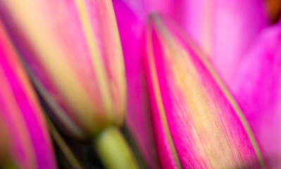Fuchsia and gold yellow Asiatic lillies, macro