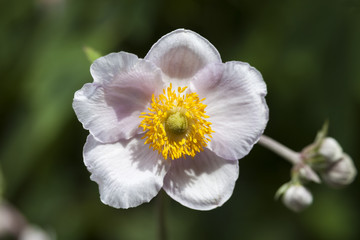 Japanese Anemone a spring summer pink or white flowering plant