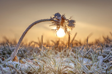 Frost on a Dandilion at Sunrise