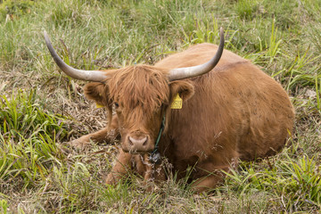 Lying brown cow with large horns on the hillside.