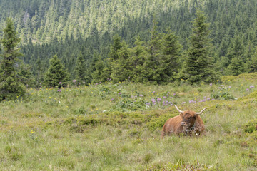 Lying brown cow with large horns on the hillside.