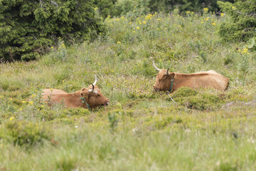 Fototapeta na wymiar Lying brown cow with large horns on the hillside.