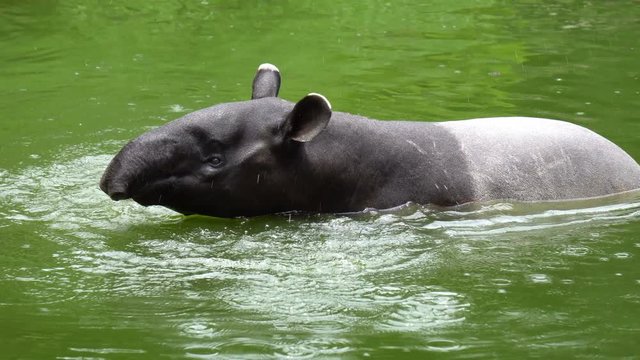 Maayan tapirl or asian tapir swim in water at zoo