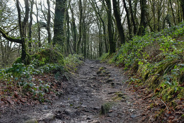 Golitha Falls