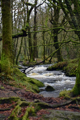 Golitha Falls