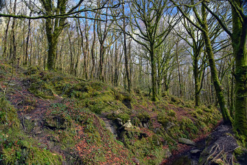 Golitha Falls
