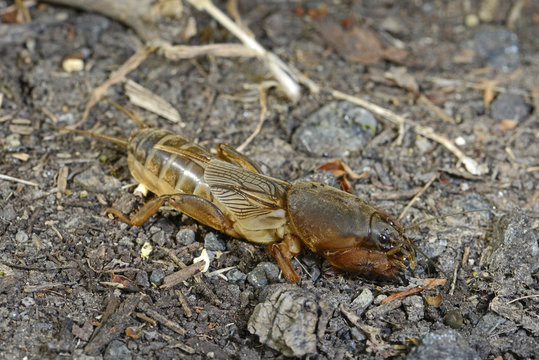 Maulwurfsgrille (Gryllotalpa gryllotalpa) - European mole cricket