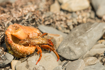 Hermit Crab on a beach in Black Sea
