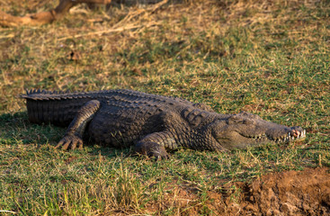 Crocodile