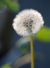 Dandelion head ready to shed seeds, with blue background 