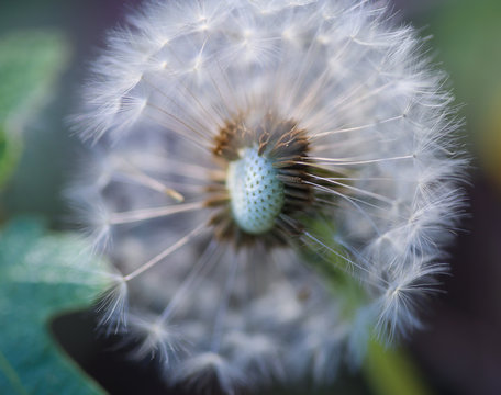 Super soft head of dandelion macro image
