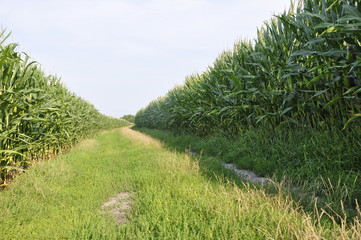 Kukurydza, plantacja