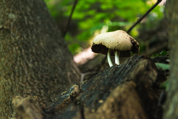 mushrooms grow in the woods