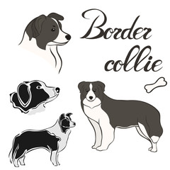 Border collie dog breed vector illustration set isolated. Doggy image in minimal style, flat icon. Simple emblem design pet shop, zoo ads, label design animal food package element. Realistic dog sign.