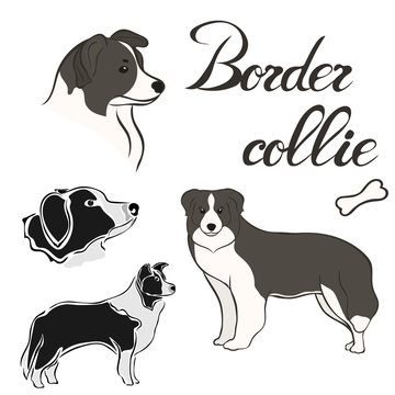 Border collie dog breed vector illustration set isolated. Doggy image in minimal style, flat icon. Simple emblem design pet shop, zoo ads, label design animal food package element. Realistic dog sign.