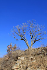 brown branches of a tree on the mountain