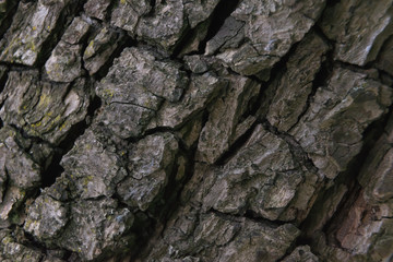 tree bark texture