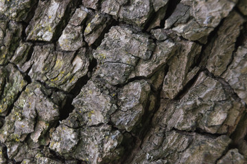 tree bark texture