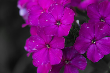 Close-up of a small purple flower
