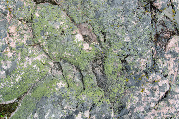 green lichen on gray rock