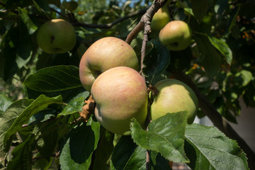 apple tree
