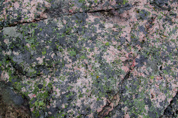 green lichen on gray rock