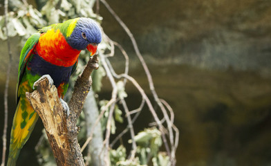 The parrot sits on a branch.